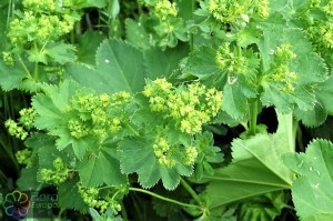 Alchemilla xanthochlora (1)